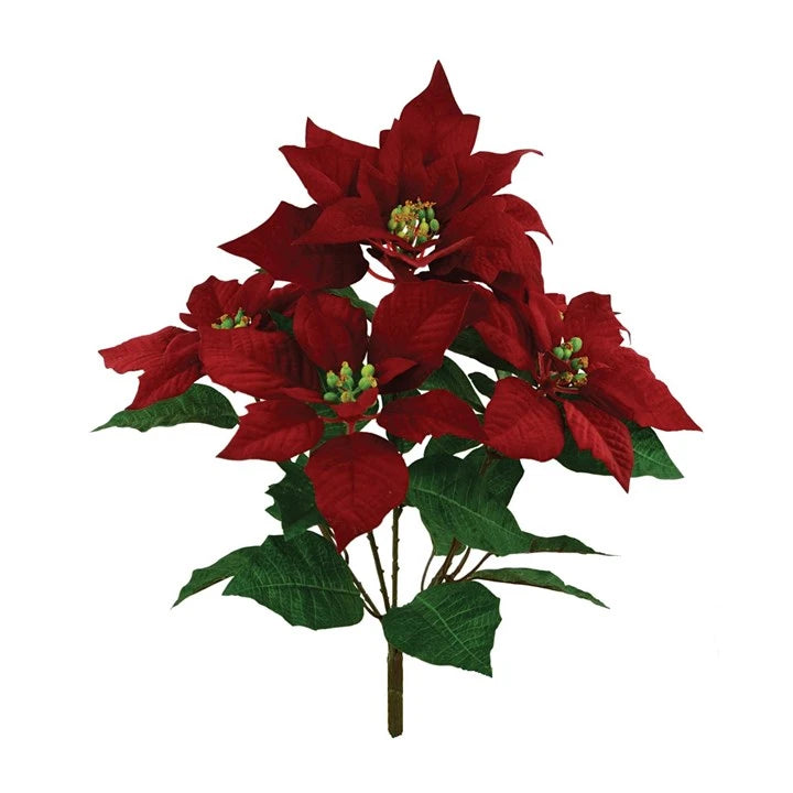 Velvet Poinsettia Bush