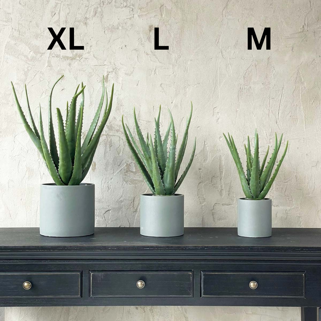 Biggie Best Aloe in Cement Pot