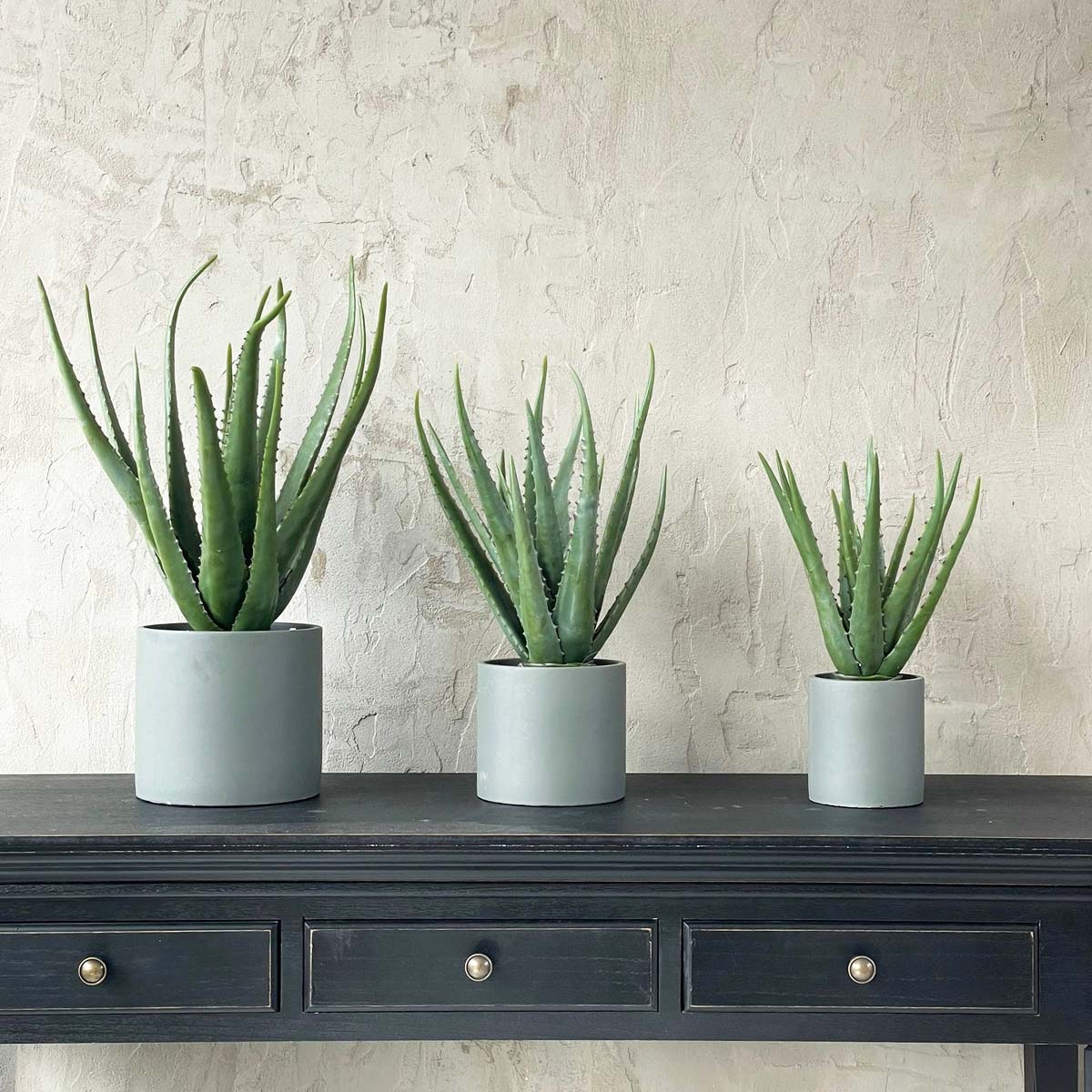 Biggie Best Aloe in Cement Pot