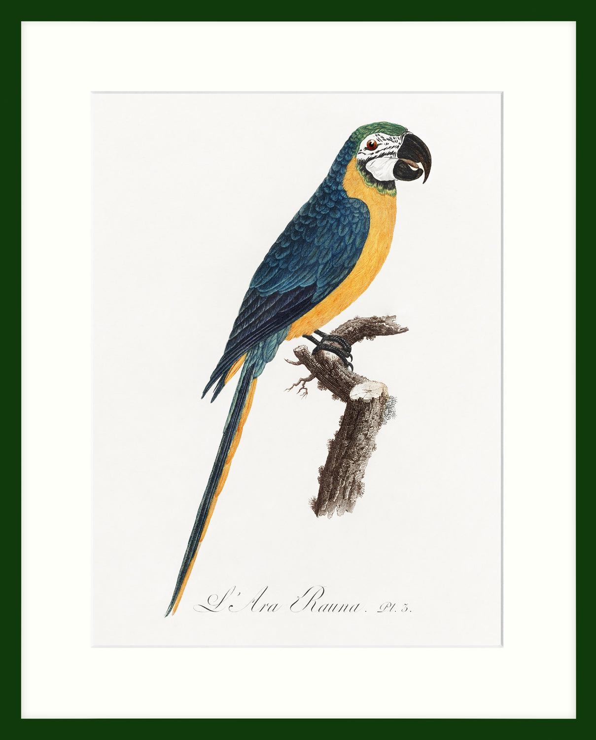 Artko 'Blue And Yellow Macaw' Picture